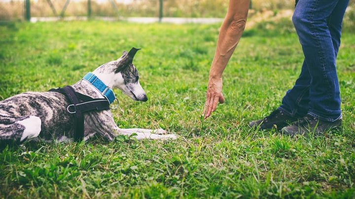 SPCA Dog Classes vs. Private Training: What Pet Owners Should Know